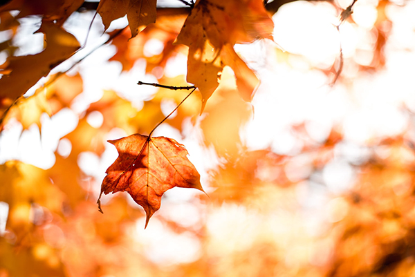 关于秋天的树叶的句子200字左右